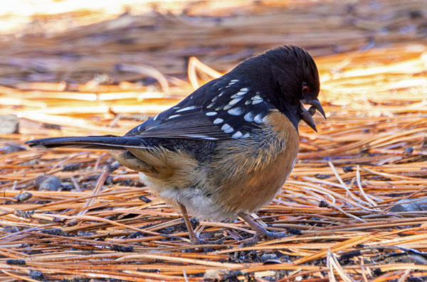 Spotted Towhee Pipilo maculatus 