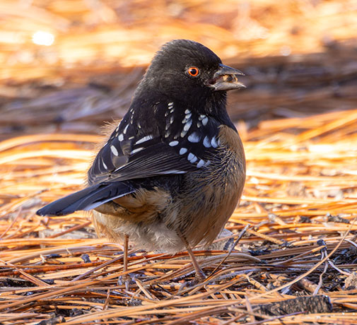 Spotted Towhee Pipilo maculatus 
