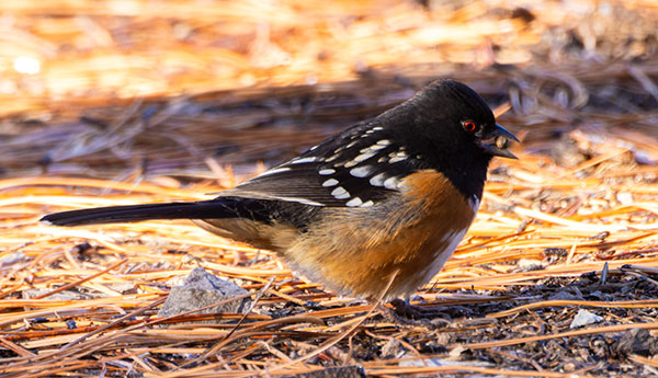 Spotted Towhee Pipilo maculatus 