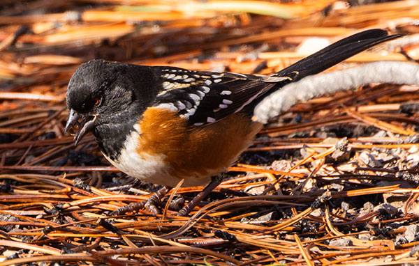 Spotted Towhee Pipilo maculatus 