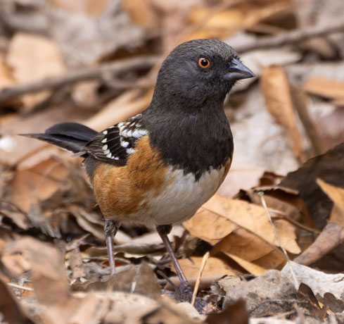 Spotted Towhee Pipilo maculatus 