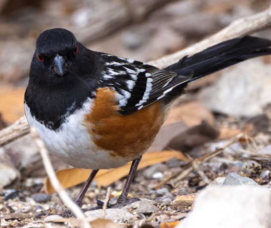 Spotted Towhee Pipilo maculatus 