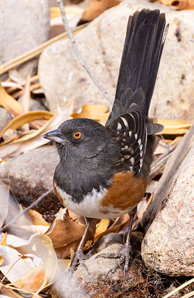 Spotted Towhee Pipilo maculatus 