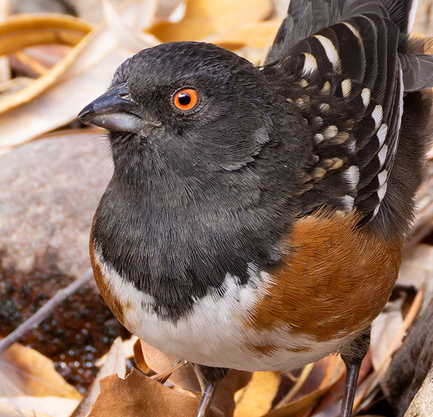 Spotted Towhee Pipilo maculatus 