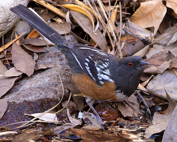 Spotted Towhee Pipilo maculatus 