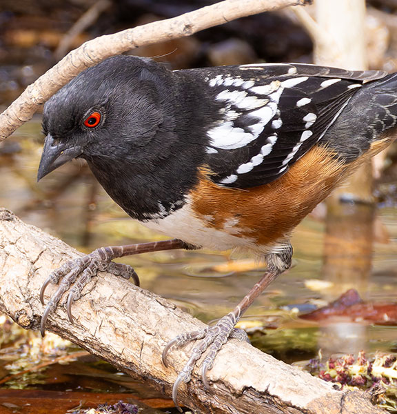 Spotted Towhee Pipilo maculatus articus