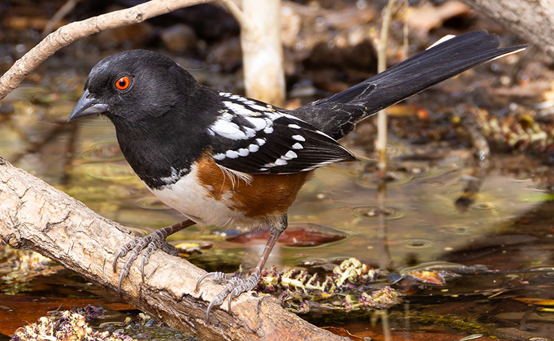 Spotted Towhee Pipilo maculatus articus