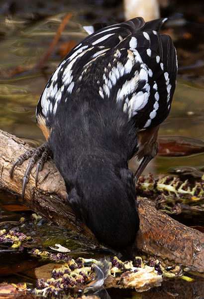 Spotted Towhee Pipilo maculatus articus