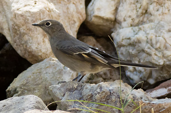 Townsend's Solitaire Myadestes townsendi