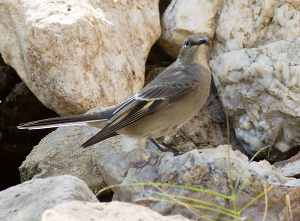 Townsend's Solitaire Myadestes townsendi