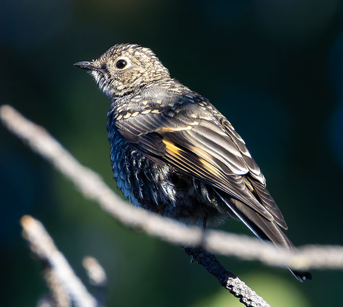 Townsend's Solitaire Myadestes townsendi