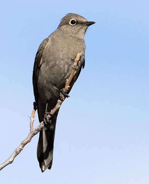 Townsend's Solitaire Myadestes townsendi