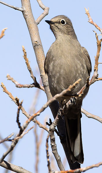 Townsend's Solitaire Myadestes townsendi