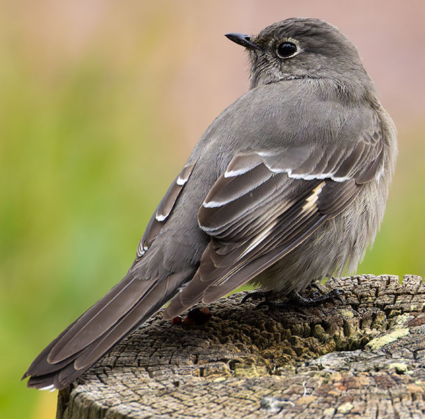 Townsend's Solitaire Myadestes townsendi