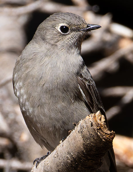 Townsend's Solitaire Myadestes townsendi