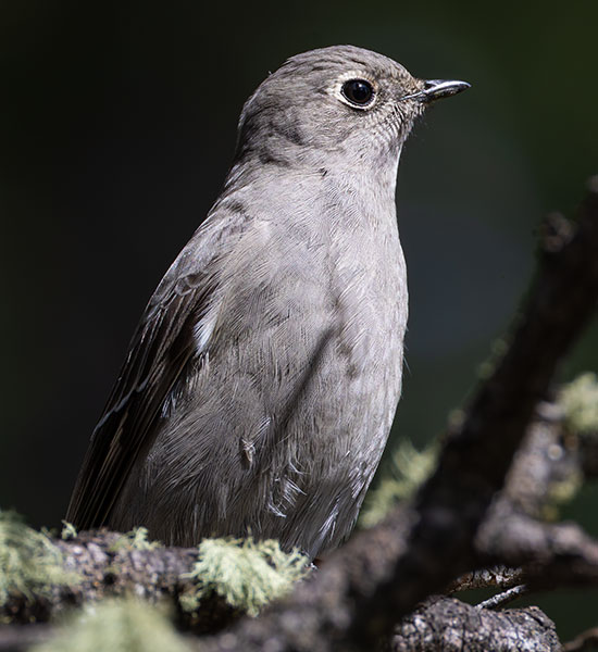 Townsend's Solitaire Myadestes townsendi