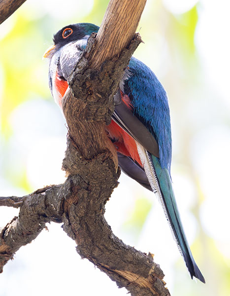 Elegant Trogan  Trogon elegans