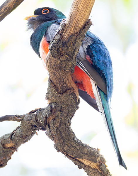 Elegant Trogan  Trogon elegans