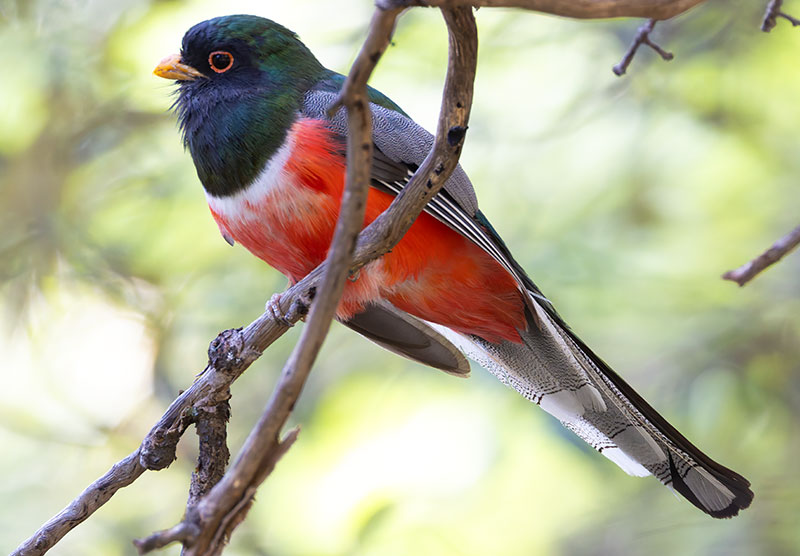 Elegant Trogan  Trogon elegans
