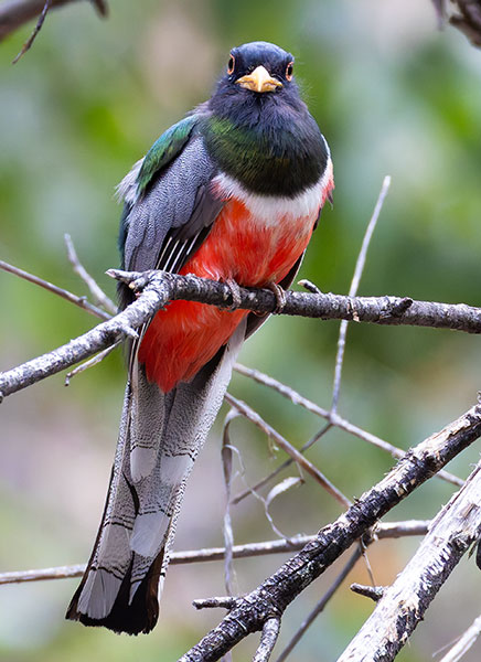 Elegant Trogan  Trogon elegans