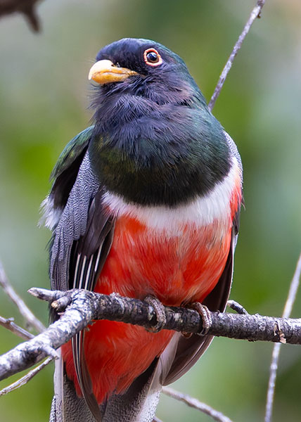 Elegant Trogan  Trogon elegans