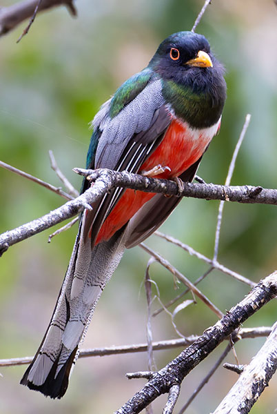 Elegant Trogan  Trogon elegans