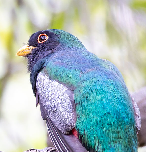 Elegant Trogan  Trogon elegans