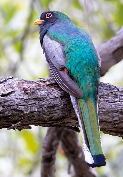 Elegant Trogan  Trogon elegans