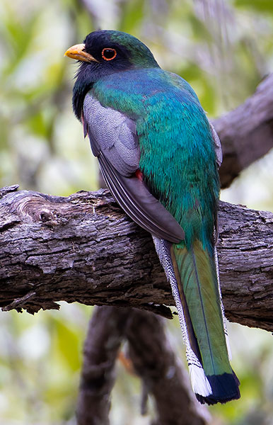 Elegant Trogan  Trogon elegans