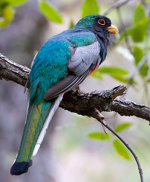 Elegant Trogan  Trogon elegans