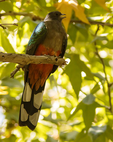 Eared Quetzal Eared Trogon Mountain Trogon Euptilotis neoxenus