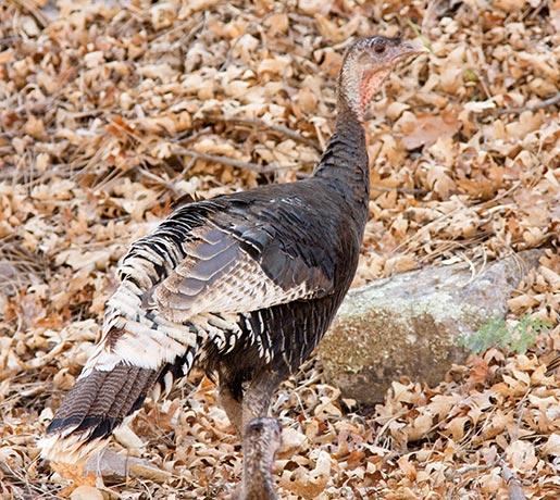 Wild Turkey Meleagris gallopavo merriami