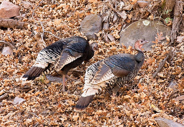 Wild Turkey Meleagris gallopavo merriami