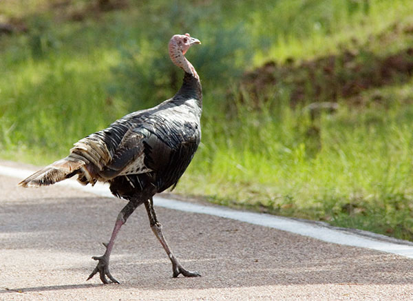 Wild Turkey Meleagris gallopavo merriami
