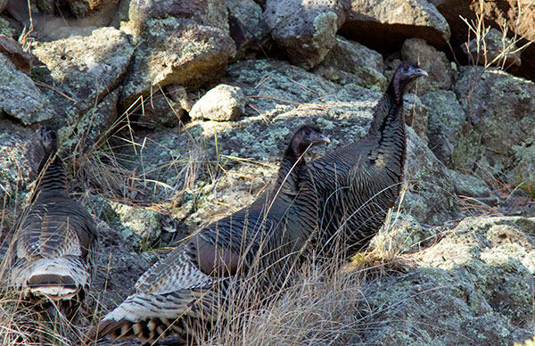 Wild Turkey Meleagris gallopavo merriami
