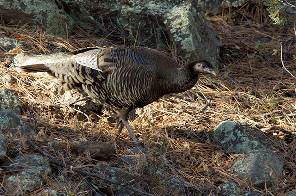 Wild Turkey Meleagris gallopavo merriami