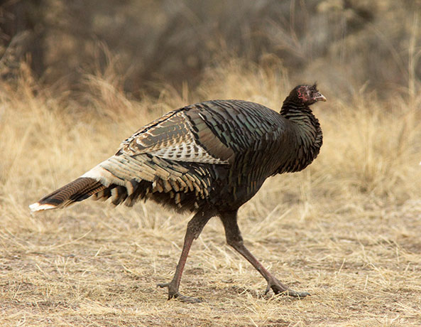 Wild Turkey Meleagris gallopavo merriami