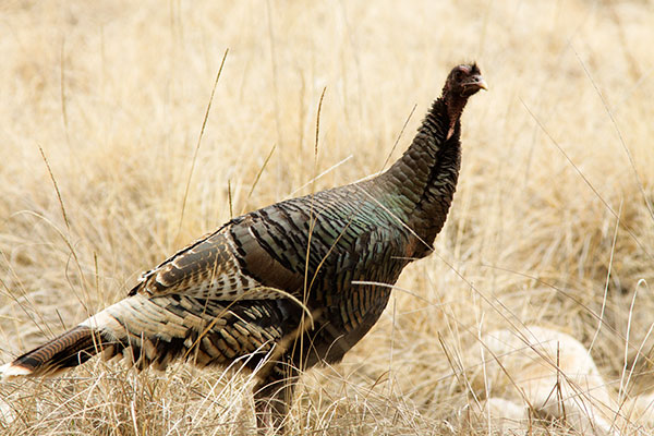 Wild Turkey Meleagris gallopavo merriami