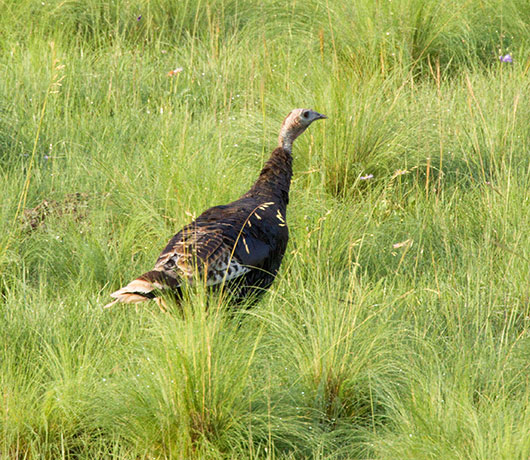 Wild Turkey Meleagris gallopavo merriami