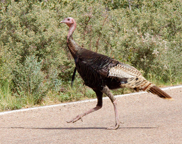Wild Turkey Meleagris gallopavo merriami