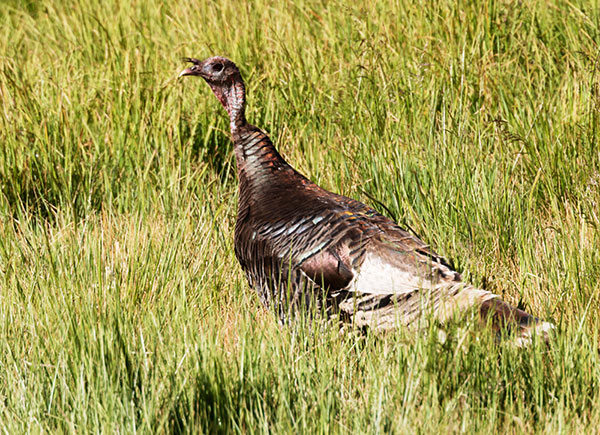 Wild Turkey Meleagris gallopavo merriami