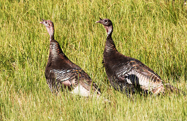 Wild Turkey Meleagris gallopavo merriami