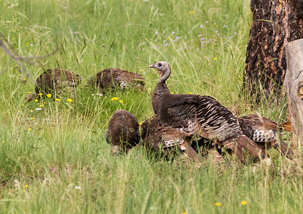 Wild Turkey Meleagris gallopavo merriami