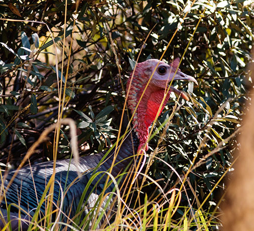 Gould's Wild Turkey Meleagris gallopavo mexicana
