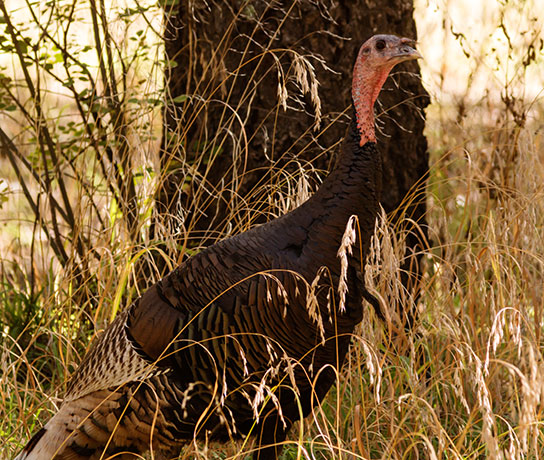 Gould's Wild Turkey Meleagris gallopavo mexicana