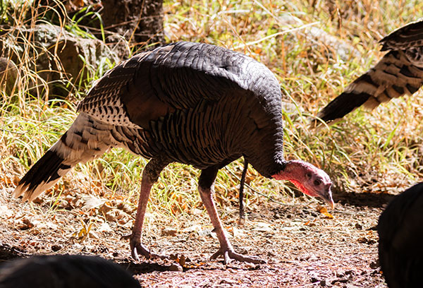 Gould's Wild Turkey Meleagris gallopavo mexicana