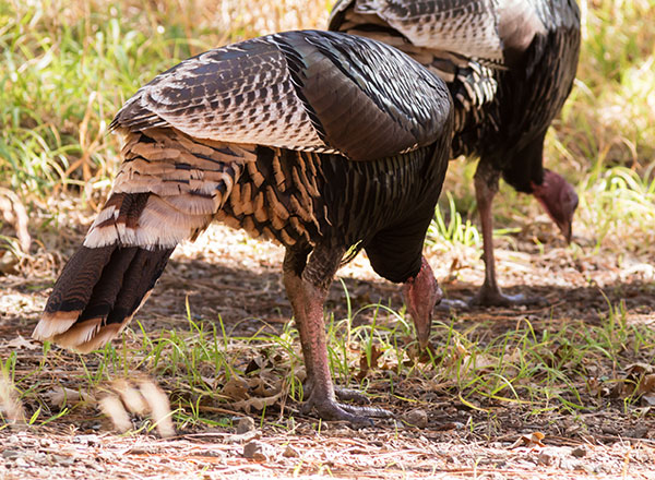 Gould's Wild Turkey Meleagris gallopavo mexicana