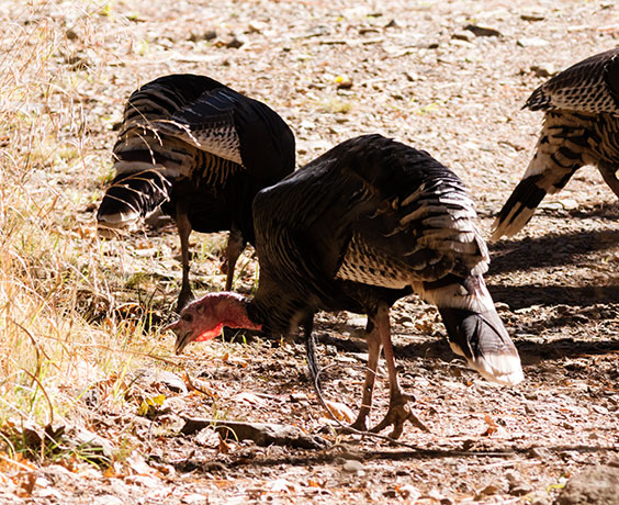 Gould's Wild Turkey Meleagris gallopavo mexicana