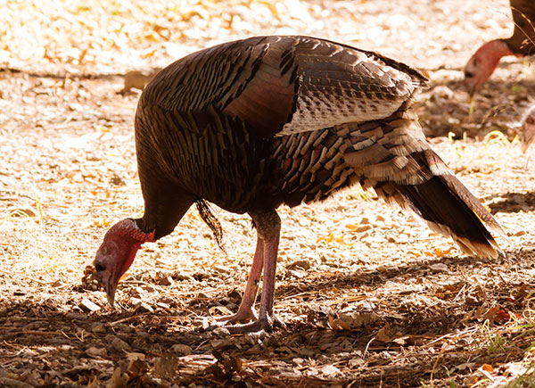 Gould's Wild Turkey Meleagris gallopavo mexicana