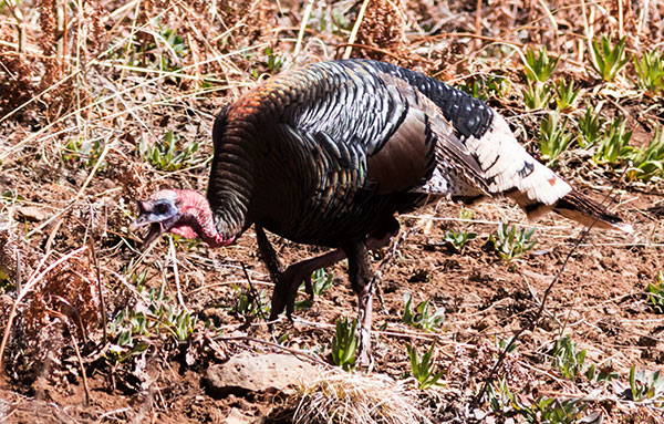 Wild Turkey Meleagris gallopavo merriami